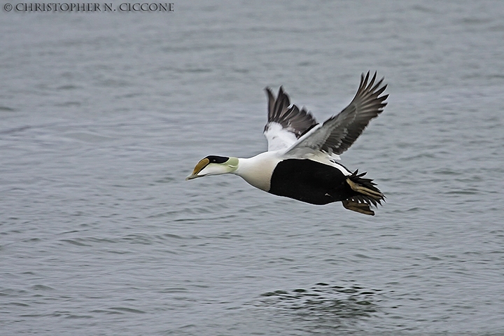 Common Eider