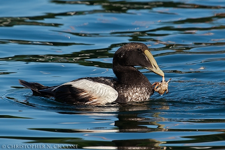 Common Eider