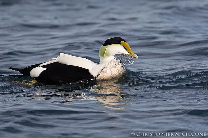 Common Eider