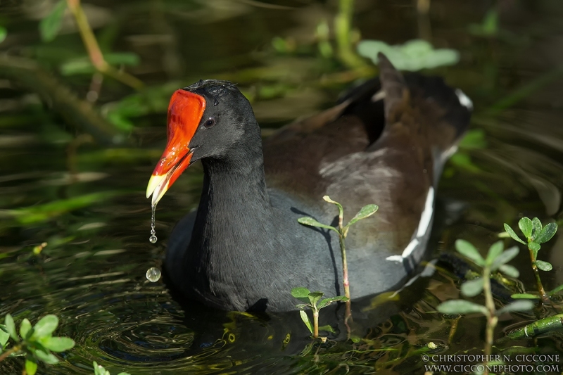 Common Gallinule