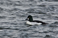 Common Goldeneye