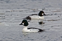 Common Goldeneye