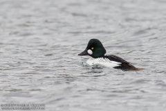 Common Goldeneye