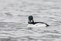 Common Goldeneye