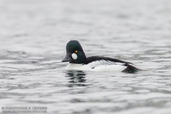 Common Goldeneye