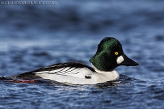 Common Goldeneye