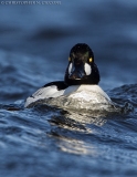 Common Goldeneye