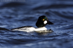 Common Goldeneye