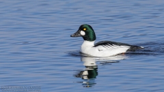 Common Goldeneye