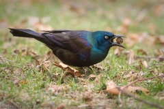 Common Grackle