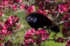 Common Grackle