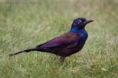 Common Grackle