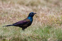 Common Grackle