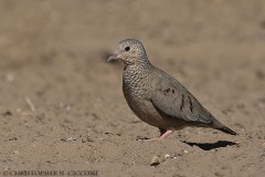 Common Ground-Dove