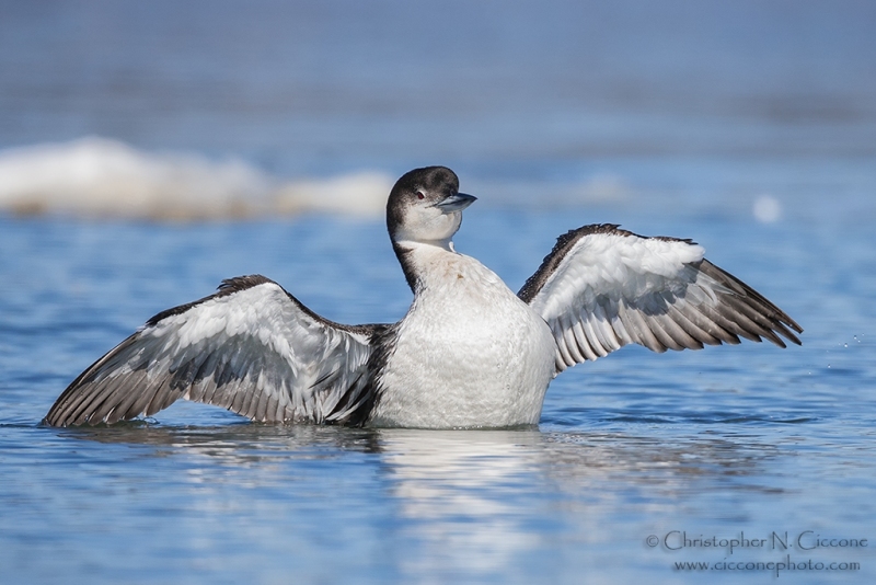 Common Loon