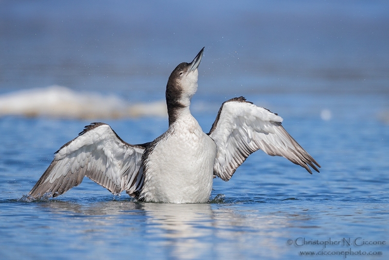 Common Loon