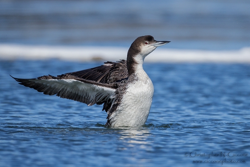 Common Loon