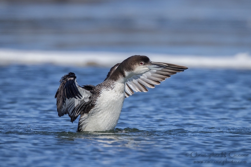 Common Loon