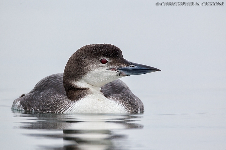 Common Loon