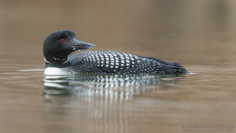 Common Loon