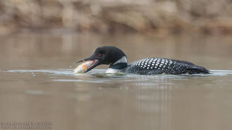 Common Loon