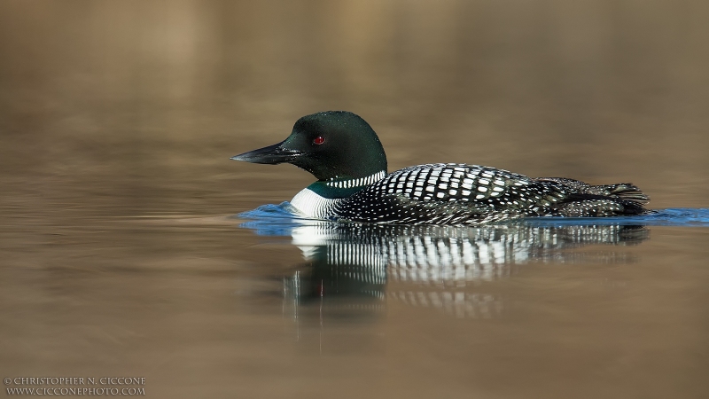 Common Loon