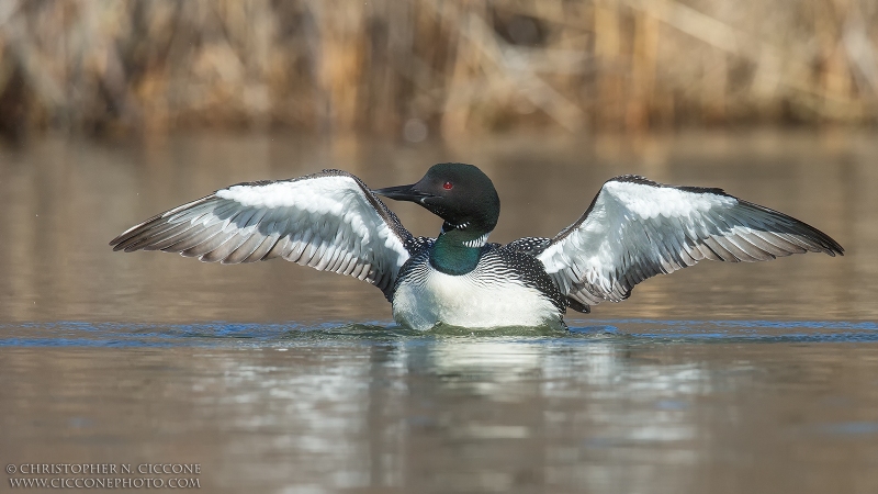 Common Loon