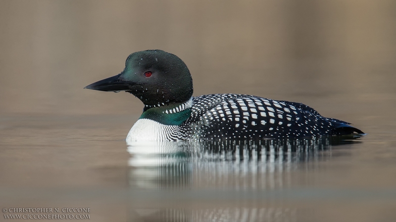 Common Loon