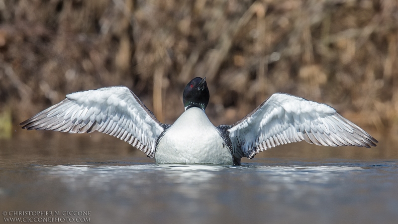 Common Loon