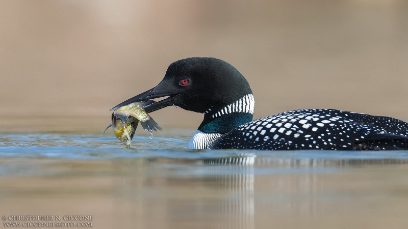 Common Loon