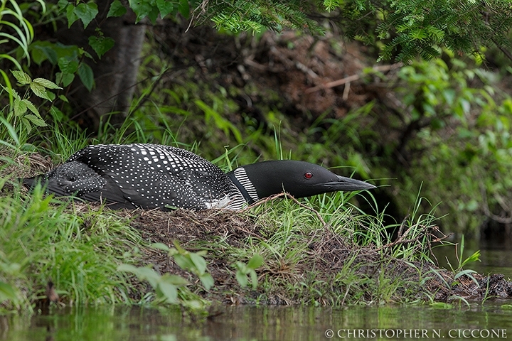 Common Loon