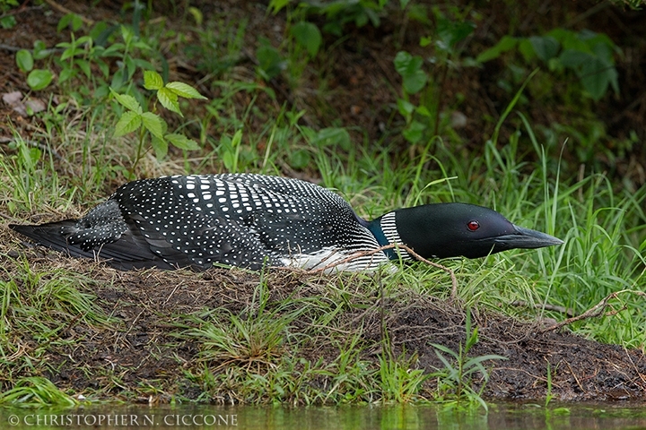 Common Loon