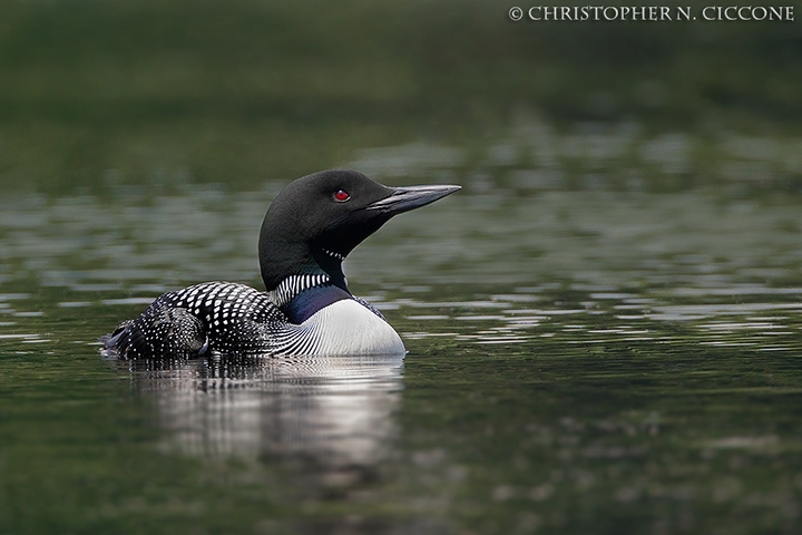 Common Loon