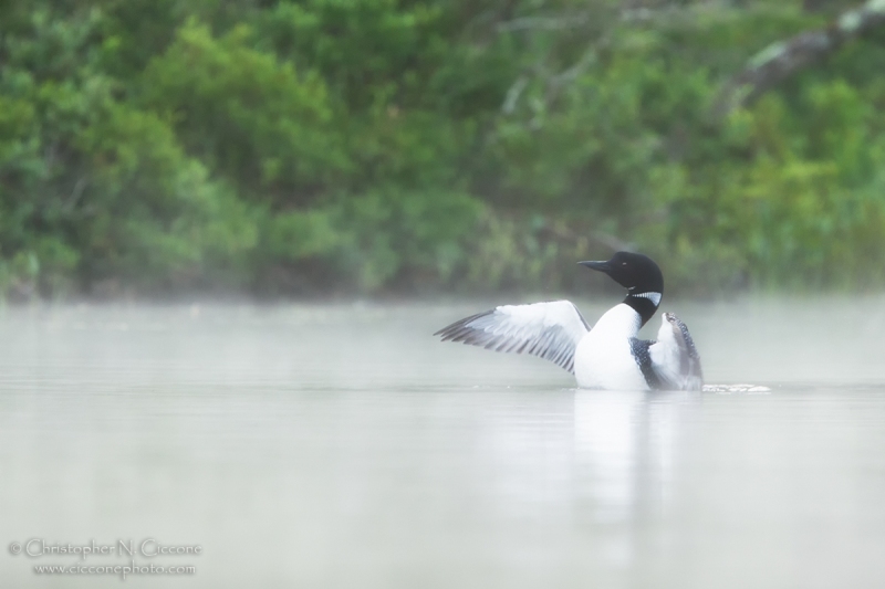 Common Loon