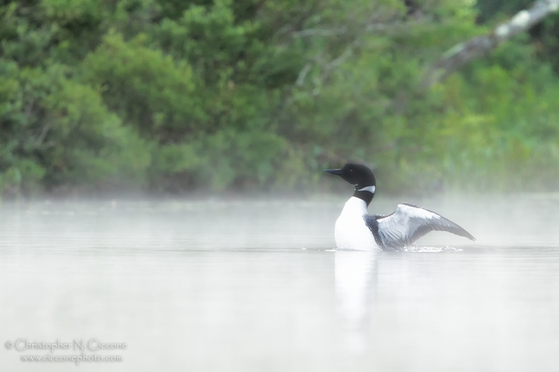 Common Loon