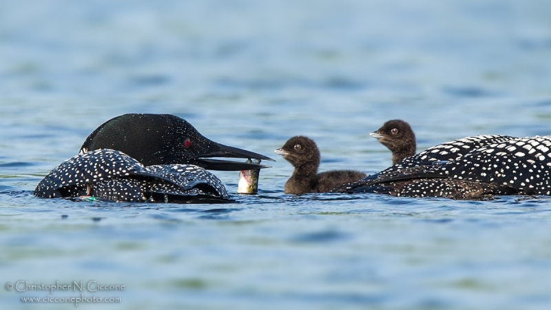 Common Loon