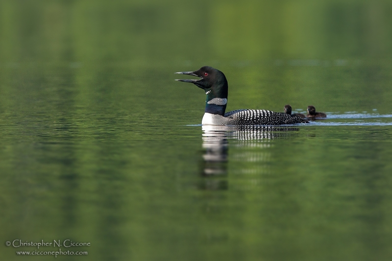 Common Loon