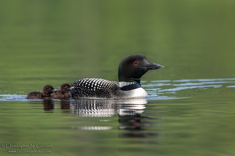 Common Loon