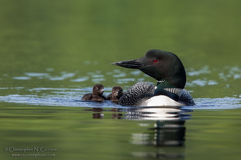 Common Loon