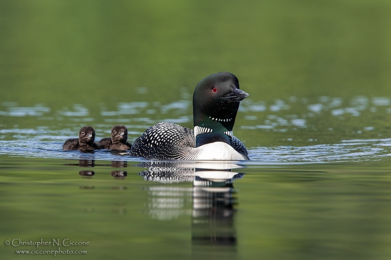 Common Loon