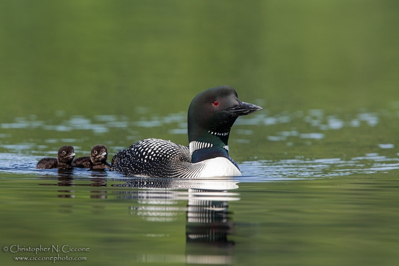 Common Loon