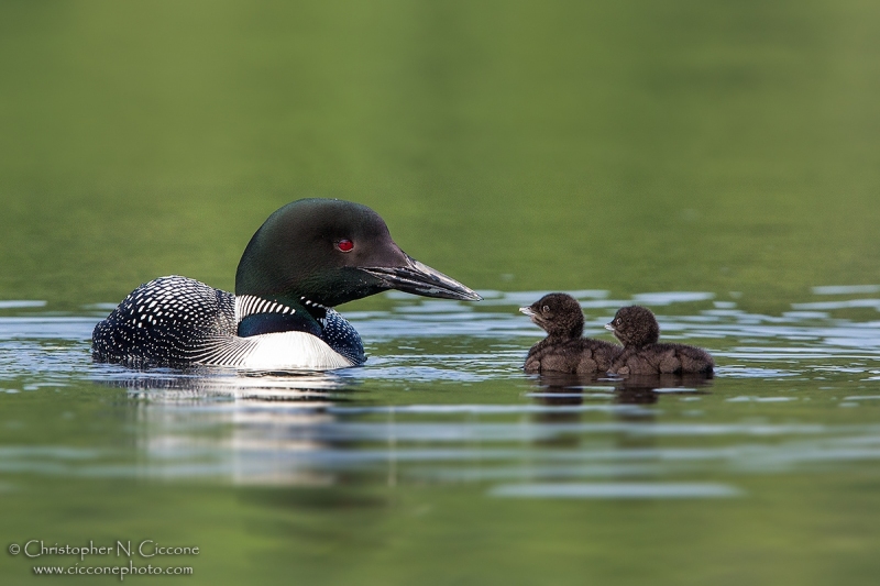 Common Loon