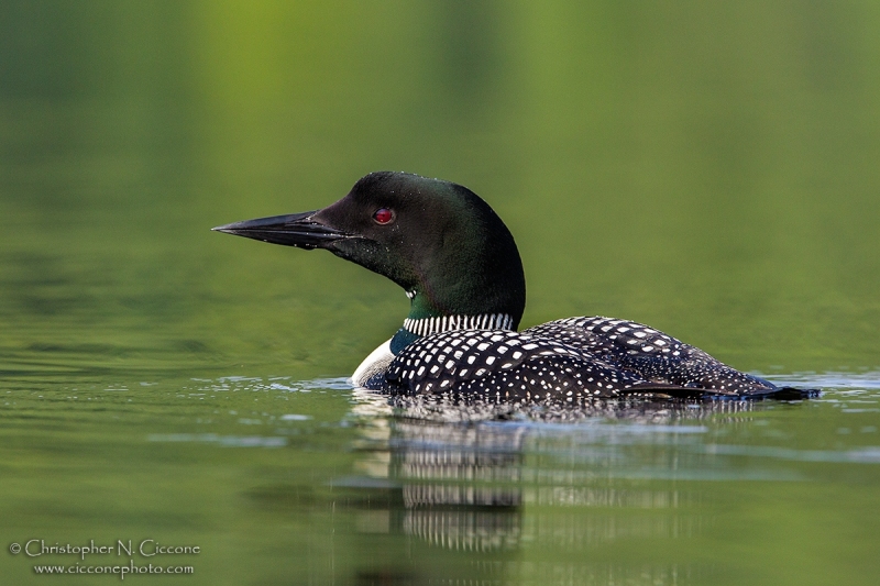 Common Loon