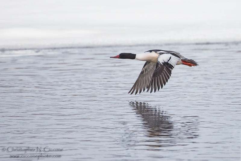 Common Merganser