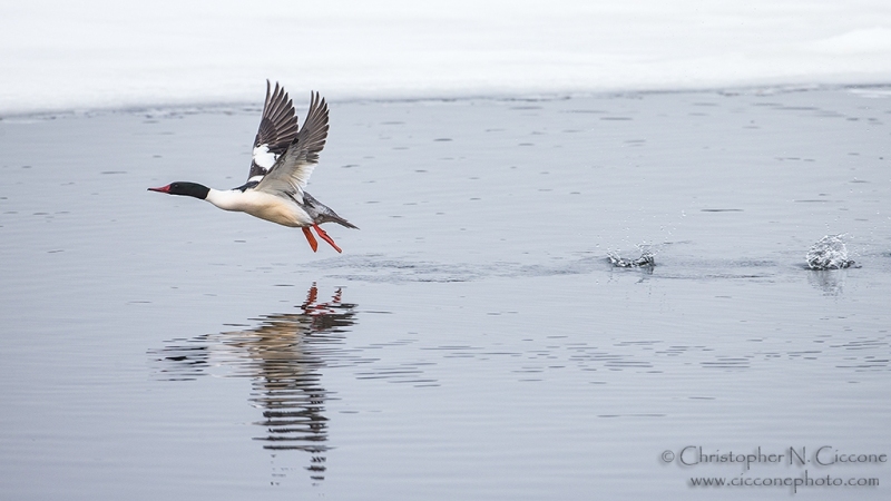 Common Merganser