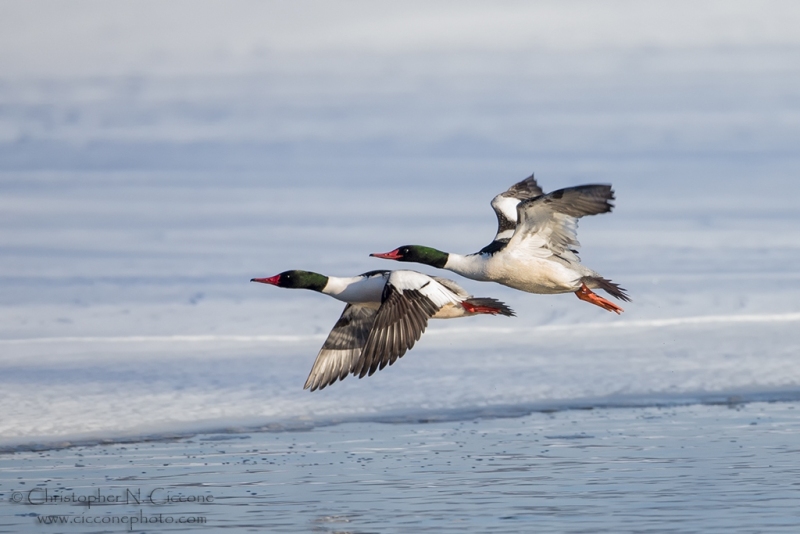 Common Merganser