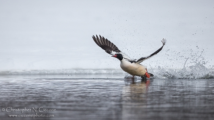 Common Merganser