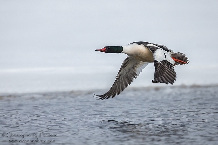 Common Merganser