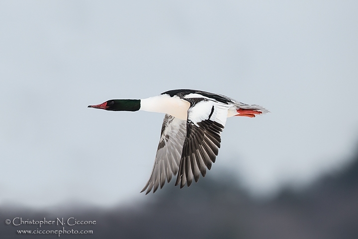 Common Merganser