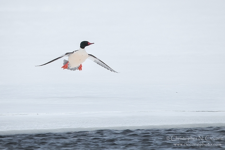 Common Merganser